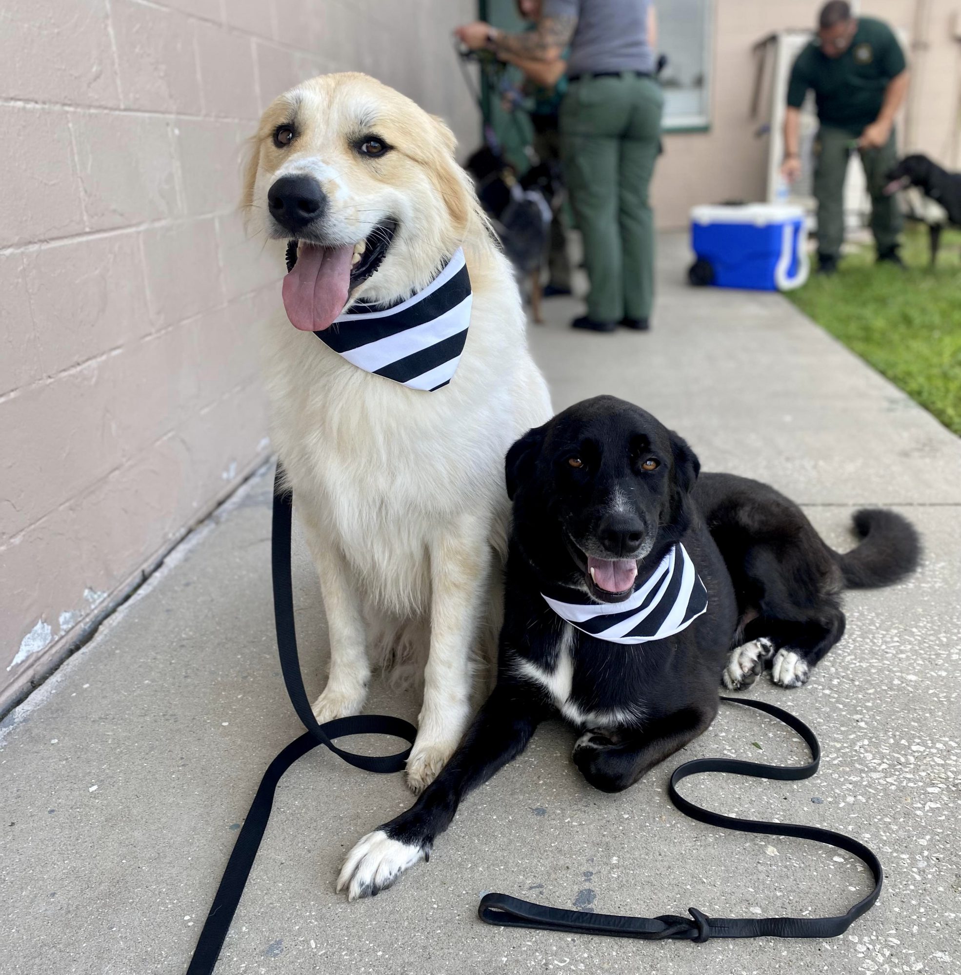 Msu clearance therapy dogs